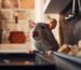Tikus mengintip dari atas meja dapur menggambarkan pentingnya cara ampuh mengusir tikus dari rumah terutama di area servis