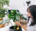 Perempuan sedang menyentuh daun tanaman hias monstera dengan lembut di ruang tamu bergaya tropis yang teduh