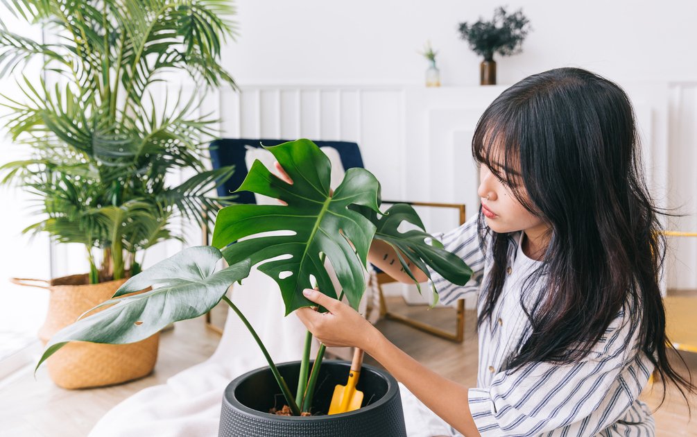 Perempuan sedang menyentuh daun tanaman hias monstera dengan lembut di ruang tamu bergaya tropis yang teduh